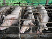 見学に行った農園の豚舎