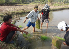 カオデーン農園で皆と久々に農作業