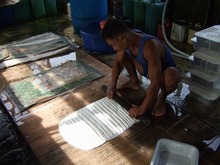 ゴムの樹液を加工するビルマ人労働者