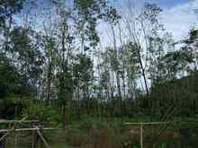 大規模なゴム農園