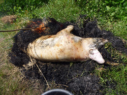 農園でお世話をしてきた豚