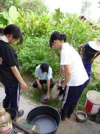 アヒルを捌くインターン生