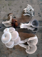 収穫した5種類のキノコ