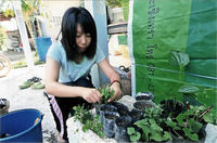 ステイ先で苗づくりをしています