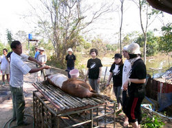 豚を捌く体験をしました.