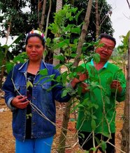 パクワーンの木