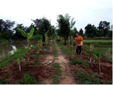 道の両脇に植えられたバナナ