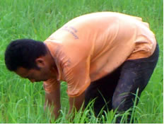 田んぼの草抜きをする金森さん