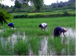 延々と続く田んぼの草抜き