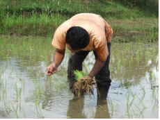 苗の本数は3,4本。最初は3,4本選ぶだけでも時間がかかる
