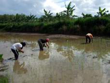 まっすぐに植えることに必死な日本人