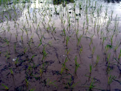 タイ式に、とはいってももう日本式に慣れたのか、大体まっすぐになっています。