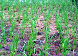 初日に田植えしたところ。稲がきれいに育っている。