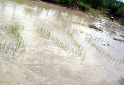 「ＪＶＣ」って植えてみました！　By 宮田＆森本