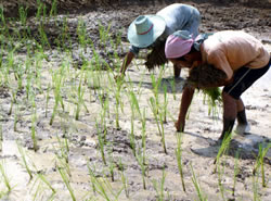 遊ぶ二人を無視して、真剣に田植えを進めるデーンと金森君