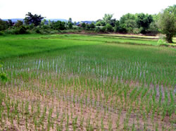 全部、田植えが終りました。お疲れ様〜！