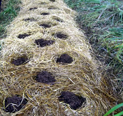 オクラを植える畝。先にマルチをしてから穴をあけ、堆肥を入れて種を植える。