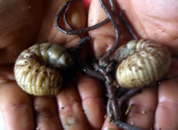 土のなかにはたくさんのミミズとカブトムシの幼虫が！！　土が良い証拠です。