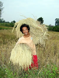 刈り取った稲を運ぶ金森くん