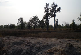 乾季の田んぼの風景