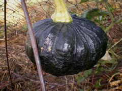 ようやく実をつけたカボチャ