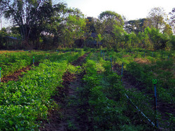 スプリンクラーを設置した唐辛子畑  