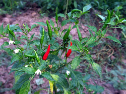 実をつけ始めた唐辛子