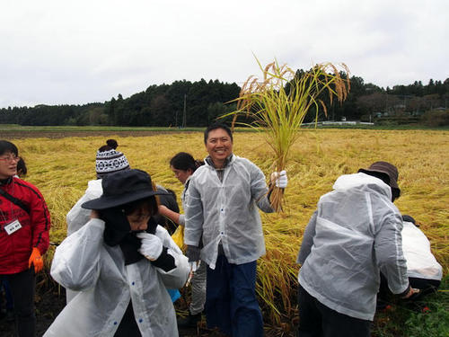 栃木県での稲刈り体験、生産者と組合員による共同作業