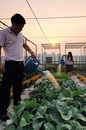 タイで行われているCity Farmの活動 ～屋上菜園～