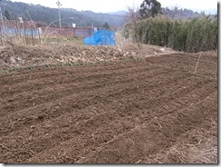 ネギとじゃがいもが植えられた畑