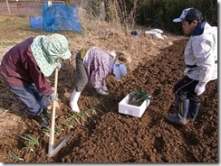 手際良くネギ苗を植える住民の方々