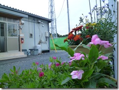 仮設住宅に咲く色とりどりの花)