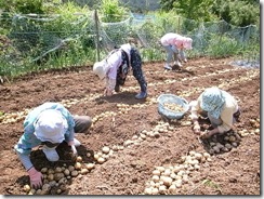 じゃがいもを収穫する仮設住宅の住民の皆さん