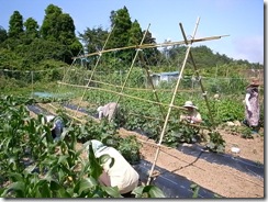 緑豊かな初夏の畑の様子
