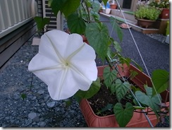 夕方咲き始めるユウガオの花