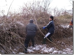 絡みついた蔓を取り払う（左が浦島小学校の用務員さん、右がJVC石原）