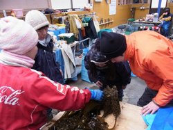 ワカメに興味津々の参加者たち
