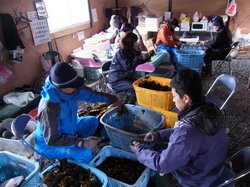 地元の養殖業者とともに作業を進めます