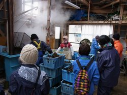 塩蔵ワカメの加工場見学