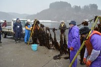 ワカメの刈り取り作業体験