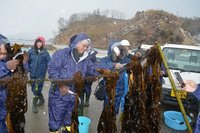 ながーいワカメを刈り取りました