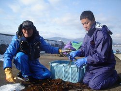 2012年の冬季は養殖作業に協力しました
