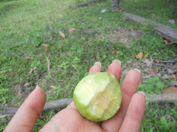 もらった果物。すっぱくておいしい