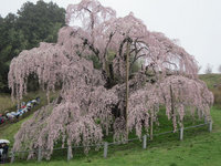 春の滝桜(2011年花見ツアーより)