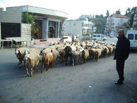 パレスチナでの留学生活中の一枚。家の前をたくさんの羊が通っていく、牧歌的な生活がよく分かります