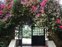 パレスチナ留学先の家の門。鮮やかなお花でなんとも美しいですね