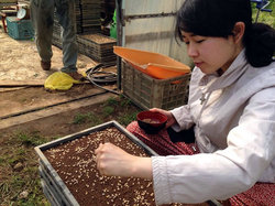 稲の種まきに初挑戦！しかし手の向きが逆だと注意される。※手のひらは上だそうです