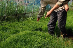 種から芽がでて、苗が育っています