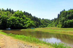 美しい水田。ここに稲をそっと沈めていく