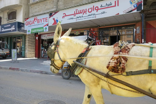 荷物や人を運ぶ馬車も活躍